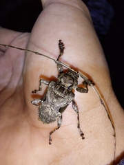 Lagocheirus araneiformis parvulus