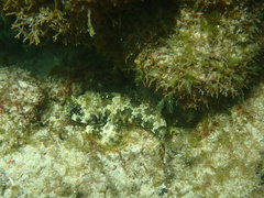 Synchiropus ocellatus