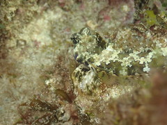 Synchiropus ocellatus