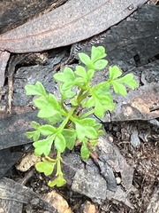 Xanthosia