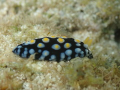 Phyllidia carlsonhoffi