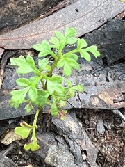 Xanthosia