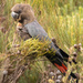 South-eastern Glossy Black-Cockatoo - Photo (c) Jonno Downes, some rights reserved (CC BY), uploaded by Jonno Downes
