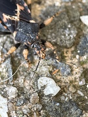 Sphedanocoris sabulosus