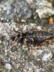 Sphedanocoris sabulosus