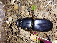 Passalus