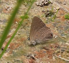 Anthene nigropunctata