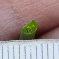 Triglochin concinna concinna