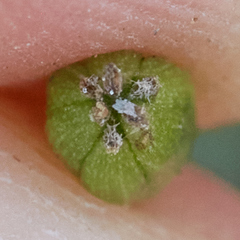 Triglochin concinna concinna