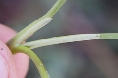 Triglochin concinna concinna