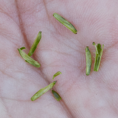 Triglochin concinna concinna