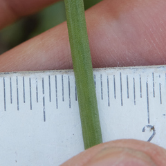 Triglochin concinna concinna