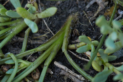 Triglochin concinna concinna