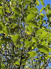 Pittosporum colensoi