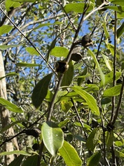 Pittosporum colensoi