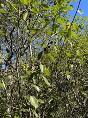 Pittosporum colensoi