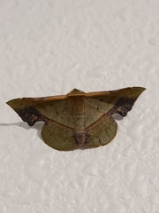 Fascellina plagiata