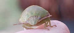 Solenotichus circuliferus