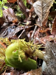 Trillium ovatum
