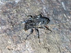 Aegomorphus circumflexus