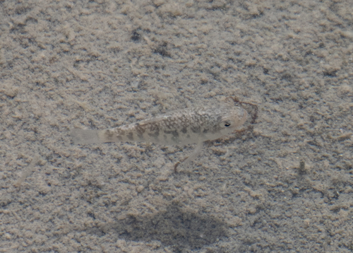 Cuban pupfish (Cyprinodon riverendi) — Cyprinodontidae — 4