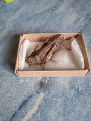 Bryodemella