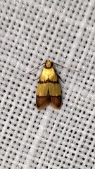 Heteroteucha distephana