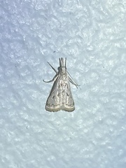 Microcrambus elpenor