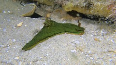 Tambja dracomus