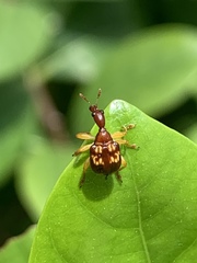 Korotyaevirhinus necopinus