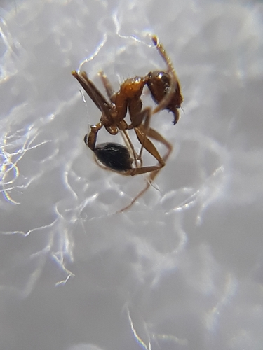 Pheidole naorojiPheidole naoroji