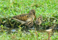 Rostratula benghalensis