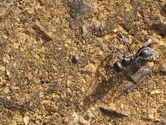 Calomyrmex albopilosus