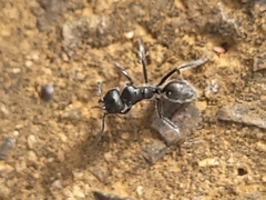 Calomyrmex albopilosus