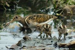 Rostratula benghalensis