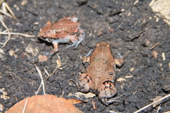 Hypopachus