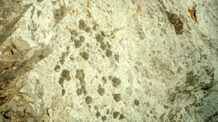 Roccella phycopsis
