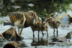 Rostratula benghalensis