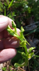 Platanthera hookeri