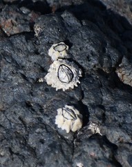 Chthamalus antennatus