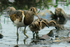 Rostratula benghalensis