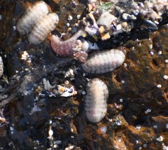 Ischnochiton variegatus