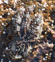 Allostichaster polyplax