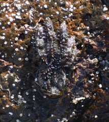 Allostichaster polyplax