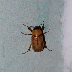Phyllophaga halffteriana