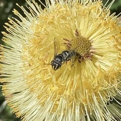 Hylaeus alcyoneus
