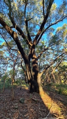 Eucalyptus piperita