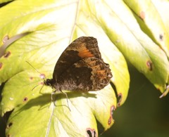 Pedaliodes symmachus