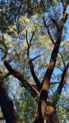 Eucalyptus piperita