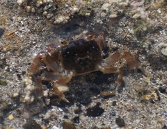 Paragrapsus quadridentatus